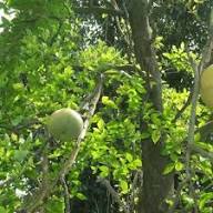 Semillas de Bael Heirloom Sin OGM Alta Germinación Semillas Orgánicas de Jardín para Plantar