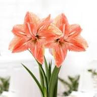 White Orange Amaryllis Flower Seeds – Heirloom, Non-GMO, High Germination Seeds