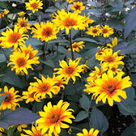Yellow Red Heliopsis Flower Seeds – Heirloom, Non-GMO, High Germination Organic Garden Seeds for Planting