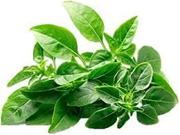 Ocimum Basilicum herb seeds