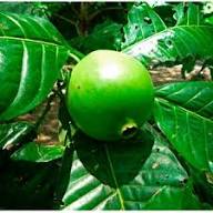 Borojo Seeds Heirloom Non-GMO High Germination Organic Garden Seeds for Planting