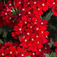 Verbena Hybrida Flower Seeds – Heirloom Non-GMO High Germination Organic Garden Seeds