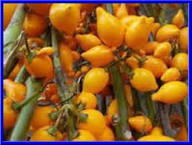 Orange Solanum Mammosum Seeds for Planting – Heirloom Non-GMO High Germination Organic Garden Seeds
