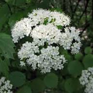 Weiße Dentatum Blumensamen – Alte Sorte, gentechnikfrei, hohe Keimrate
