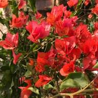 Semillas de Flores de Buganvilla Trepadora Roja para Sembrar – Semillas de Jardín Orgánicas, Herencia, No-OMG, Alta Germinación