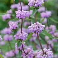 Semillas de flores de Phlomis Tuberosa Rosada – Orgánicas, Heirloom, No-GMO, de alta germinación para sembrar en el jardín