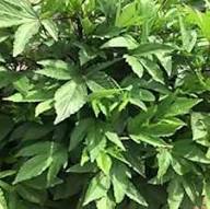 Green Roselle Seeds for Planting – Heirloom, Non-GMO, High Germination Organic Garden Seeds