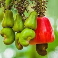 Rote Cashewnuss-Samen, alte Sorte, gentechnikfrei, hohe Keimfähigkeit, Bio-Gartensamen zum Pflanzen