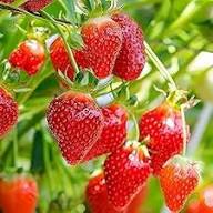 Strawberry Seascape Fruit Seeds for Planting – Heirloom Non-GMO High Germination Organic Garden Seeds