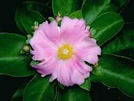 Pink Pereskia Flower Seeds – Heirloom Non-GMO High Germination Organic Garden Seeds for Planting