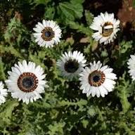 White Venidium Fastuosum Flower Seeds – Heirloom, Non-GMO, High Germination Organic Seeds
