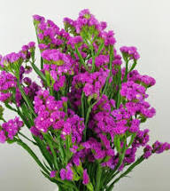 Pink Limonium Flower Seeds – Seeds for Planting, Heirloom, Non-GMO, High Germination Organic Garden Seeds