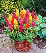 Mixed Celosia Plume Seeds – Heirloom, Non-GMO, High Germination Organic Garden Seeds for Planting
