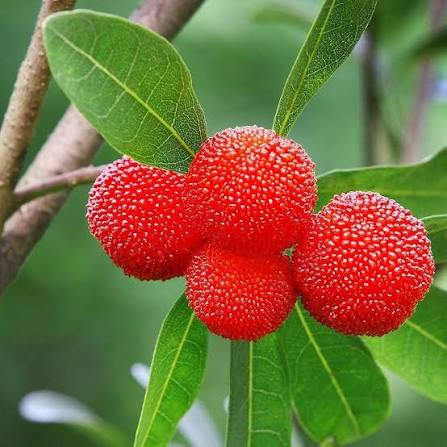Myrica Rubra Chinese Bayberry Fruit Seeds for Planting – Heirloom Non-GMO High Germination Organic Garden Seeds