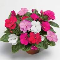 Rosa Weiße Impatiens Psittacina Blumensamen Erbstück GVO-frei Hohe Keimrate Bio-Gartensamen zum Pflanzen