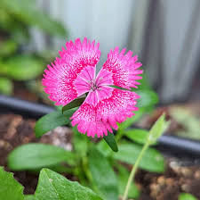 Dianthus Flower Seeds Pink for Planting – Heirloom Non-GMO High Germination Organic Garden Seeds