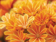 Yellow Orange Lewisia Flower Seeds – Heirloom, Non-GMO, High Germination Organic Seeds