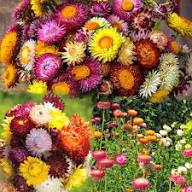 Strawflower Seeds – Heirloom, Non-GMO, High Germination Organic Garden Seeds