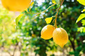 Italian Amalfi Lemon Fruit Seeds for Planting – Heirloom, Non-GMO, High Germination Organic Garden Seeds for Planting