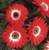 Red Daisy Flower Seeds for Planting – Heirloom, Non-GMO, High Germination Organic Garden Seeds
