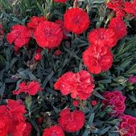 Red Caryophyllus Flower Seeds – Heirloom, Non-GMO, High Germination Organic Garden Seeds for Planting Seeds for Planting