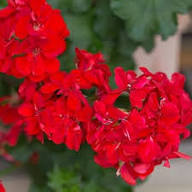 Semillas de Geranio Hiedra Roja – Semillas de Jardín Orgánicas de Alta Germinación, de Herencia, sin OGM, para Plantar