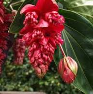 Semillas de flores de Medinilla roja – Hereditarias, no transgénicas, de alta germinación, orgánicas, para plantar en el jardín