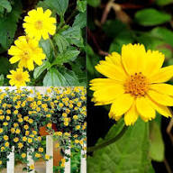 Yellow Daisy Flower Seeds – Heirloom Non-GMO High Germination Organic Garden Seeds
