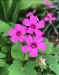 Semillas de flores Acaulis Rosas – Semillas orgánicas de jardín para plantar, reliquia, sin OMG, alta germinación