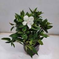 White Fagopyrum Flower Seeds – Heirloom, Non-GMO, High Germination Organic Garden Seeds for Planting
