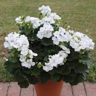 White Pelargonium Flowers Seeds – Heirloom, Non-GMO, High Germination Organic Garden Seeds for Planting
