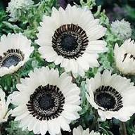 White Black Venidium Flower Seeds – Heirloom Non-GMO High Germination Organic Garden
