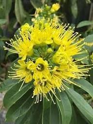 Yellow Geraldton Wax Flower Seeds Heirloom Non-GMO High Germination Organic Garden Seeds for Planting