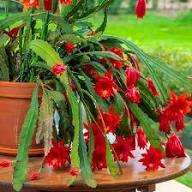Red Epiphyllum Cactus Flower Seeds for Planting – Heirloom, Non-GMO, High Germination Organic Garden Seeds