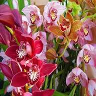 Mixed Orchid Flower Seeds – Heirloom, Non-GMO, High Germination Seeds