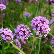 Pink Verbena Bonariensis Flower Seeds for Planting – Heirloom, Non-GMO, High Germination