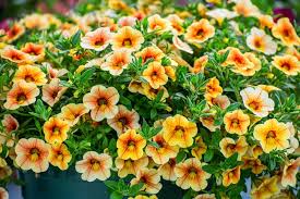 Yellow Red Calibrachoa Flower Seeds Heirloom Non-GMO High Germination Organic Garden Seeds for Planting