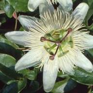 White Passion Flower Seeds – Heirloom, Non-GMO, High Germination Organic Garden Seeds