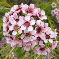 Pink Wax Flower Seeds – Heirloom Non-GMO High Germination Organic Garden Seeds for Planting