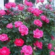 Rare Rose Tree Flower Seeds for Planting – Heirloom Non-GMO High Germination Organic Garden Seeds