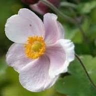 Anemonenblumensamen Rosa – Alte Sorte, gentechnikfrei, keimstark, Bio-Gartensamen zum Pflanzen