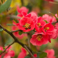 Red Chimonanthus Praecox Flower Seeds for Planting – Heirloom, Non-GMO, High Germination Organic Garden Seeds
