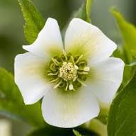 White Helleborus Flower Seeds Heirloom Non-GMO High Germination Organic Garden Seeds for Planting