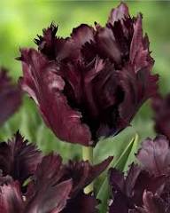 Purple Parrot Tulip Flower Seeds Heirloom Non-GMO High Germination Organic Garden Seeds for Planting
