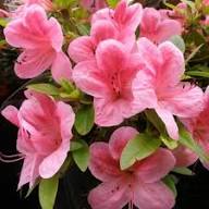 Azalea Flower Seeds Pink for Planting Heirloom Non-GMO High Germination Organic Garden Seeds