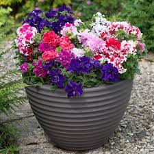 Double Petal Petunia Flower Seeds – Heirloom, Non-GMO, High Germination