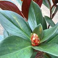 Rubra Seeds Rot – Alte Sorte, gentechnikfrei, hohe Keimrate, Bio-Gartensamen zum Pflanzen