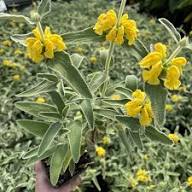 Yellow Phlomis Tuberosa Flower Seeds – Heirloom Non-GMO High Germination Organic Garden Seeds