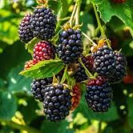 Black Blackberry Seeds Heirloom Non-GMO High Germination Organic Garden Seeds for Planting
