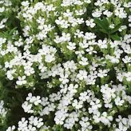 Saponaria Vaccaria Flower Seeds – Heirloom Non-GMO High Germination Organic Garden Seeds